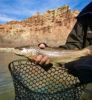 Dubois, WY Trout Fishing