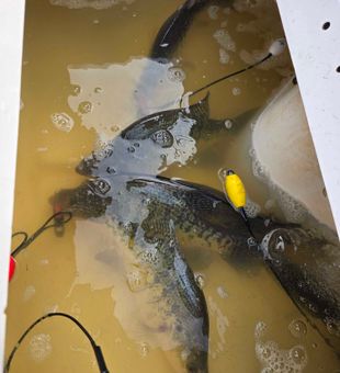 Was a good tournament on wister lake we caught over 40 fish biggest was 1.98 was not good enough for the win but was good time 