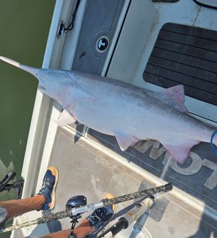 Monster albino paddlesfish 