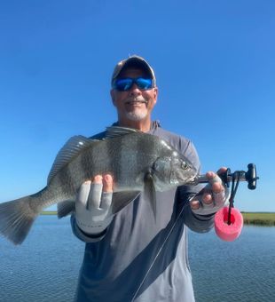 Black drum on fly inshore