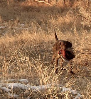 Your Colorado Hunting Trip Starts Here