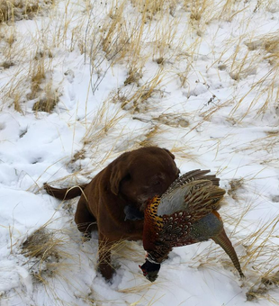 The Ultimate Colorado Bird Hunt