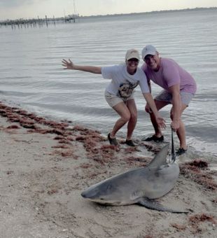 Exciting shark fishing catch on the beach!