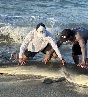Exciting tiger shark catch from the surf!