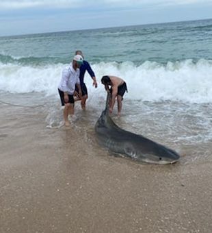 Thrills with This Tiger Shark in Jensen Beach!