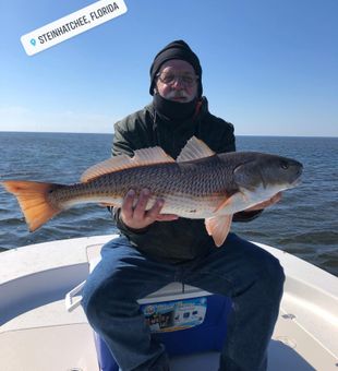 Red Drum in Steinhatchee	