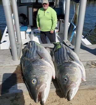 Sandy Hook striped bass catch on dock display