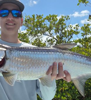 Beautiful Naples tarpon ready for the photo!