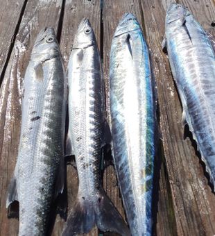 Best fishing charter in Nassau, hands down