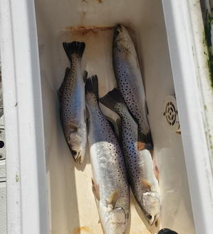 North Topsail Beach Fishing Trips