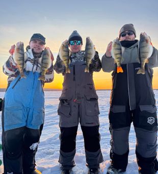 Epic yellow perch haul on the ice!