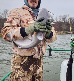 Blue bite! - Wagoner, OK.
