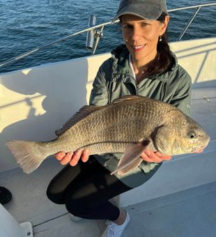 Majestic Black Drum Chase at Ponce Inlet Charters!
