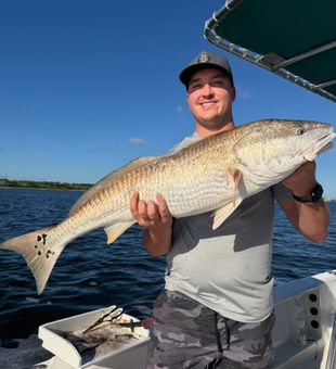 A prized redfish on a Jacksonville fishing charter.