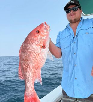 Snappers vibrant colors out of the water