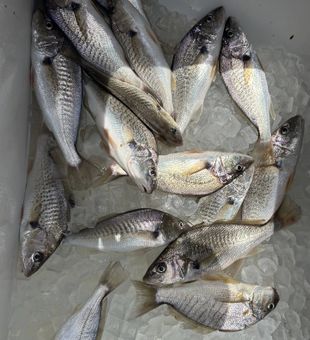 Atlantic croaker hauled in from Reedville waters!