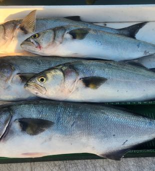 Beautiful bluefish catch from Reedville VA waters!