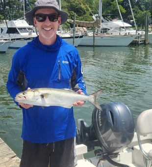Nice Reedville bluefish from today's fishing charter!