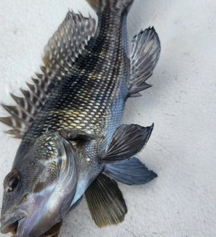 Exciting Black Sea Bass catch!