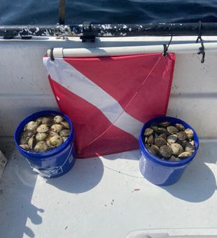 Scallop Season Vibes in Florida