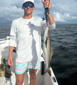 Surprise cobia