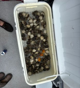 Scalloping the Gulf in Steinhatchee