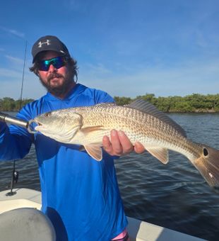 Beautiful New Smyrna Beach redfish making the day!