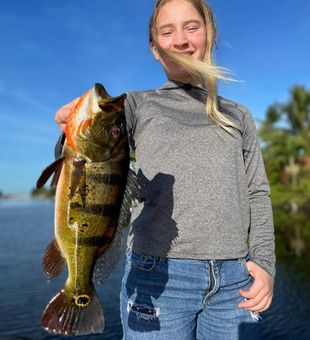 Thrilling Peacock Bass  fishing in Lake Ida