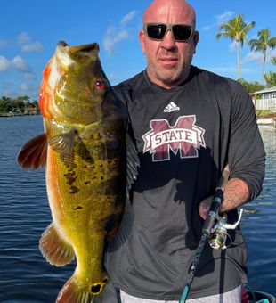 Reeled this Peacock Bass in Lake Ida