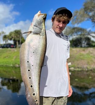  Clown Knife Fish caught in Lake Ida