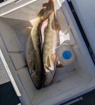 Decent walleye catch for the day. - Sturgeon Bay, WI