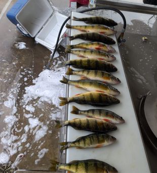 Golden perch lineup shining!