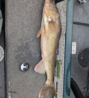 Nice Sturgeon Bay walleye ready for the cooler!