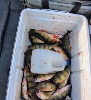 Sturgeon Bay, WI -Yellow Perch Stack.