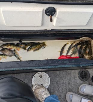Perch-filled cooler ready for action!