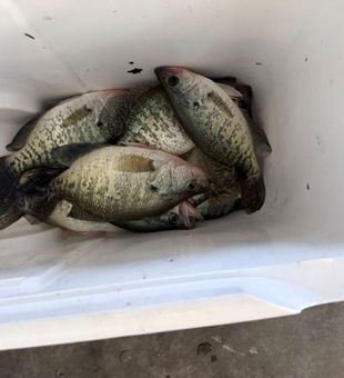 Solid crappie catch in the cooler