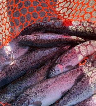 Beautiful rainbow trout haul from Kimberling City waters!