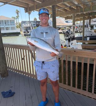 Beautiful speckled trout from South Padre Island waters!