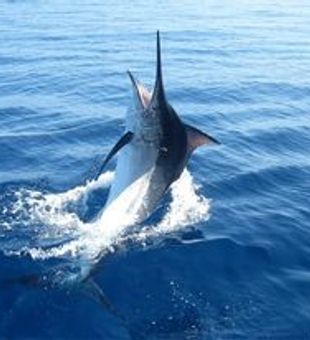 Huge Marlin at Galveston Fishing Charters