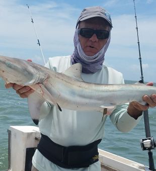 Sleek shark catch.