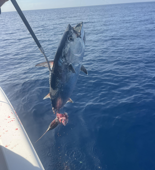 West Palm Beach little tunny brought to the boat!