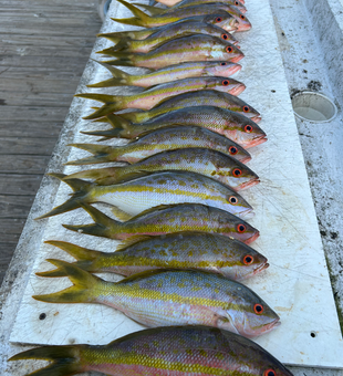 Marathon yellowfin tuna haul showcasing five different species!