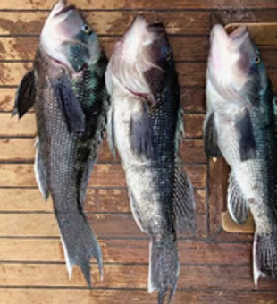 Black Sea Bass Fishing In Massachusetts 