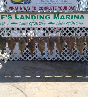 Reeling in a big Flounder in a sunny day