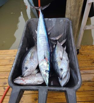 Heavy yellowfin tuna catch