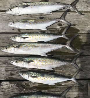 Get hooked on Bonito fishing in North Carolina