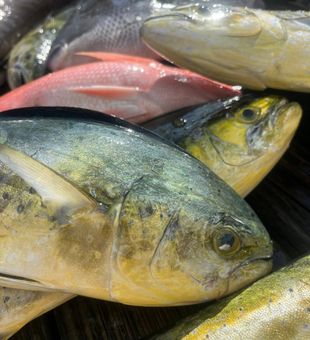 Vibrant Mahi Mahi