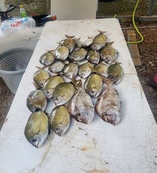 Mixed bag of fish from Edisto Beach waters!