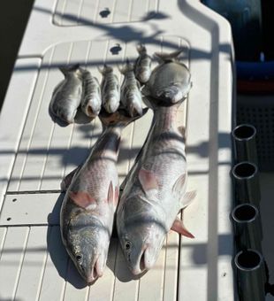 Big redfish and a mess of croakers – solid day on the water!