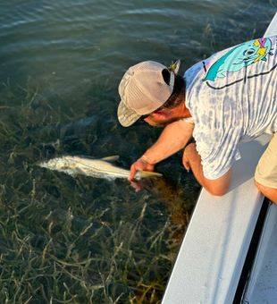 Beautiful snook release in Tarpon Springs waters!